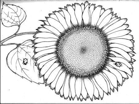 Пошаговый рисунок подсолнуха