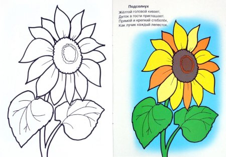 Этапы роста подсолнечника