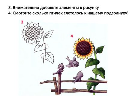 Поэтапное рисование подсолнуха