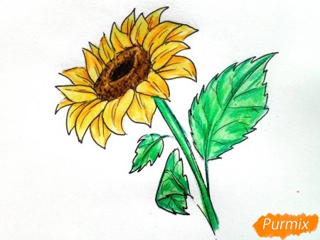 Цикл цветения подсолнуха