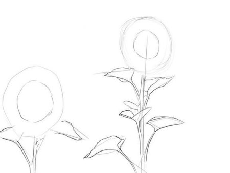 Подсолнух рисунок карандашом