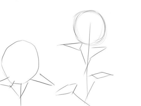 Подсолнух. Раскраска