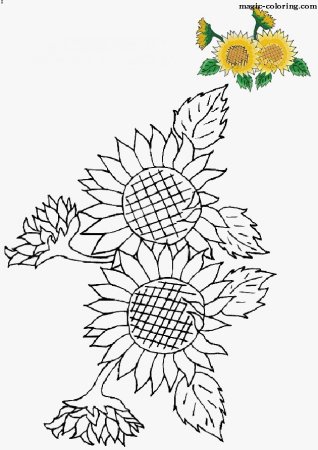 Подсолнух карандашом