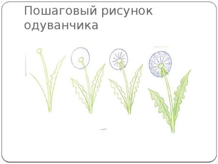 Пошаговый рисунок одуванчика