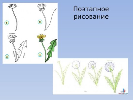Этапы рисования одуванчика для детей