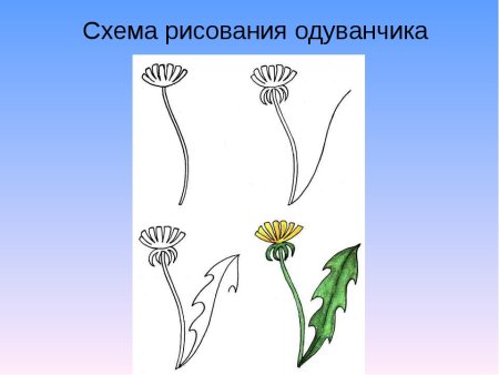 Поэтапное рисование одуванчика для детей