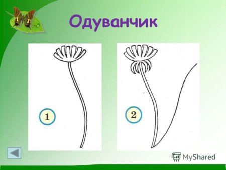 Одуванчик рисунок по этапно