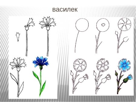 Нарисовать Василек