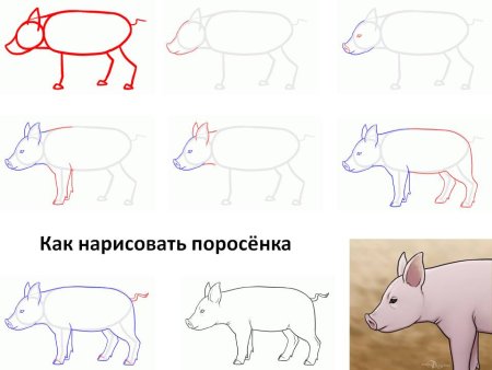 Поэтапный рисунок свиньи