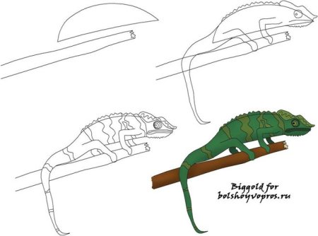 Хамелеон поэтапное рисование
