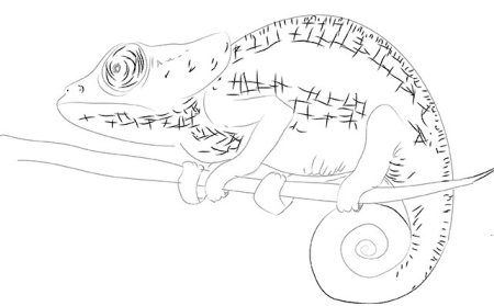 Хамелеон поэтапное рисование