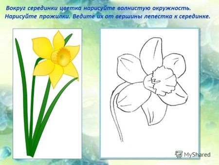 Рисуем нарциссы поэтапно для детей презентация
