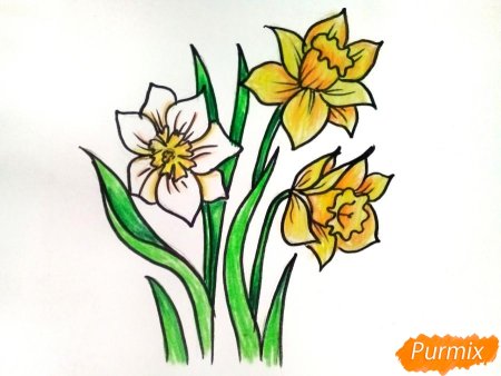 Нарцисс рисунок для детей поэтапно