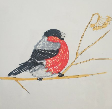 Снегирь рисунок