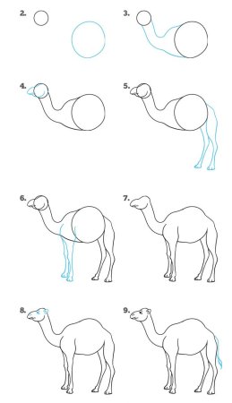 Как нарисовать верблюда поэтапно
