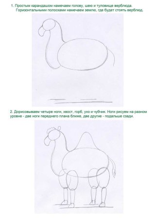 Верблюд рисование для детей