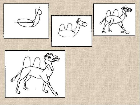 Поэтапное рисование верблюда