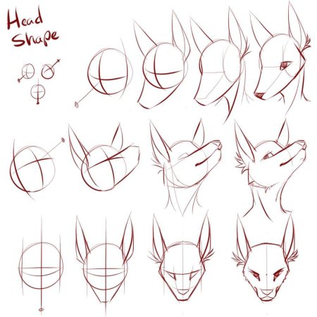 Фурри референс анатомия