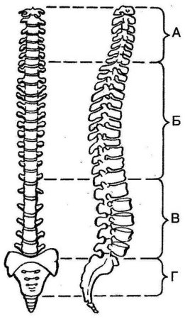 Позвоночник Позвоночный столб рисунок