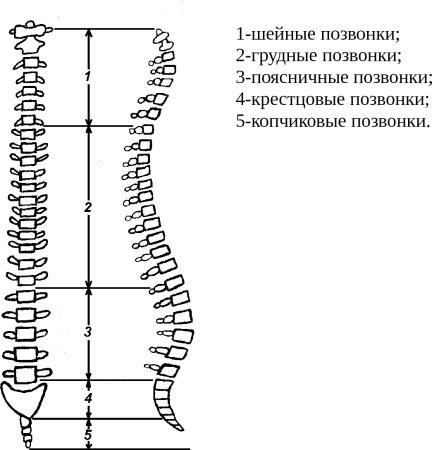 Позвоночник схематично