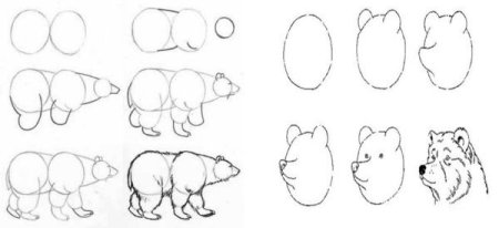 Пошаговый рисунок медведя