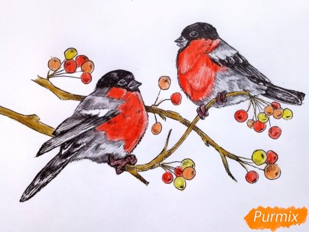 Снегирь карандашом