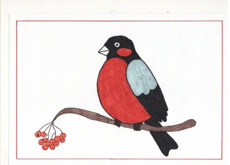 Этапы рисования снегиря