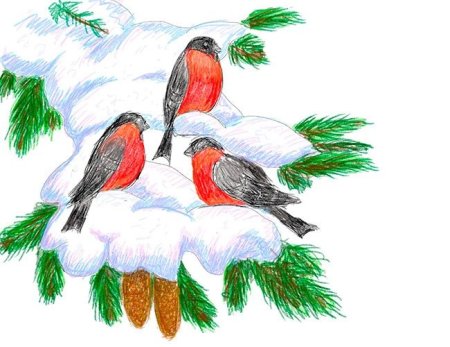 Снегирь рисунок карандашом