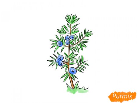 Рисование можжевельника пошагово