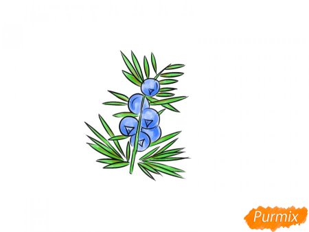 Рисование можжевельника пошагово