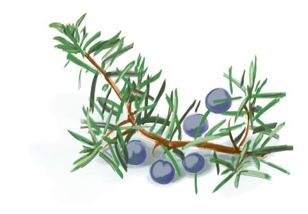 Ветвь можжевельника обыкновенного