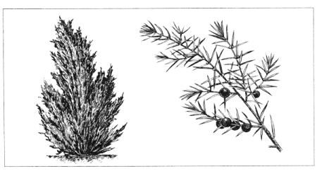 Хвойные кустарники можжевельник