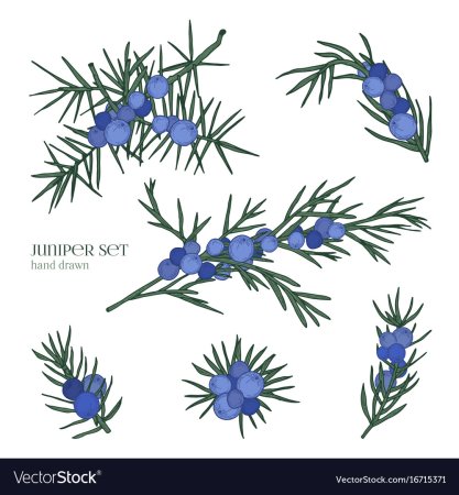 Можжевельник эскиз