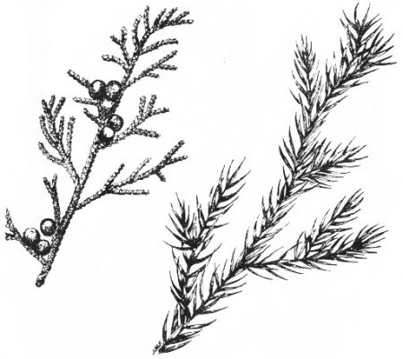 Можжевельник виргинский веточка