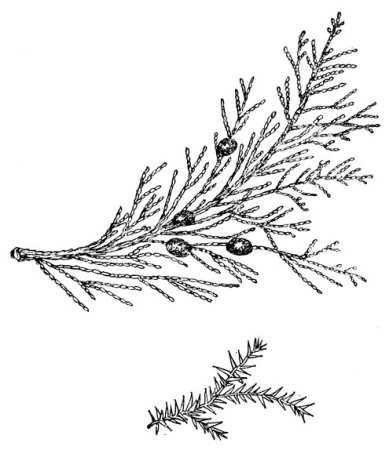 Можжевельник виргинский шишки