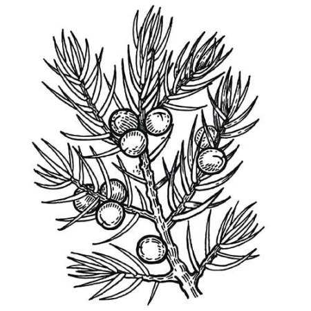 Тисс ягодный ветка