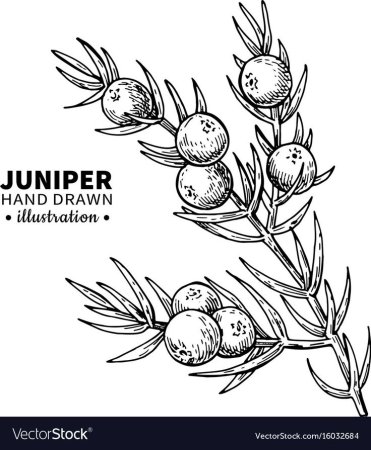 Можжевельник рисунок