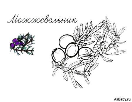 Можжевельник раскраска для детей