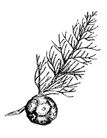 Строение шишки кипариса