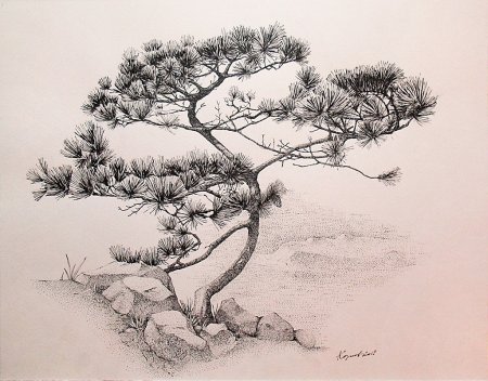 Сосна набросок