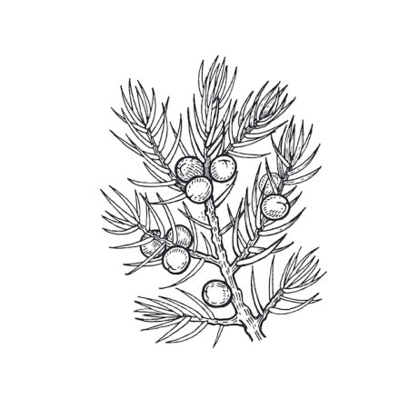 Плоды можжевельника рисунок