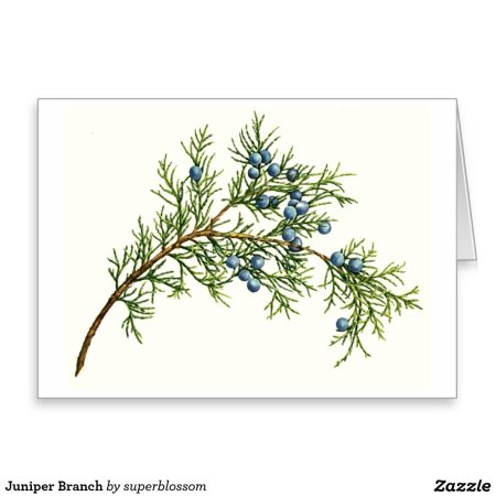 Ботаника можжевельник хвойный