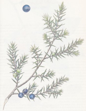 Можжевельник обыкновенный ЛРС