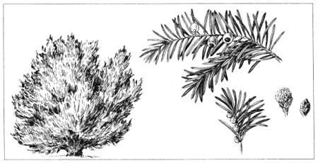 Тис ягодный рисунок