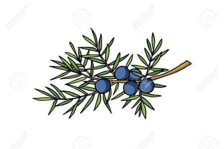 Можжевельник вектор