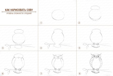 Пошаговое рисование Совы