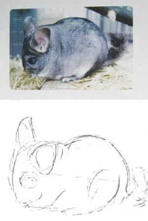 Нарисовать шиншиллу