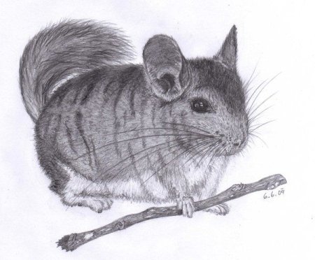 Раскраска шиншилла