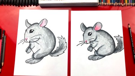 Шиншилла карандашом