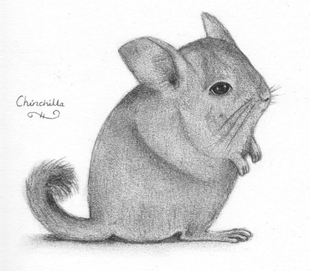 Шиншилла рисунок